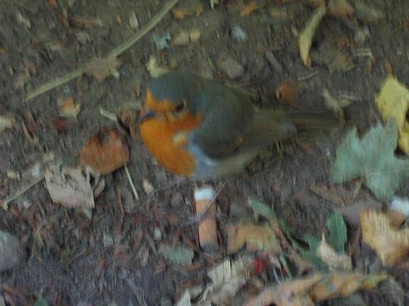 Avifauna humor
